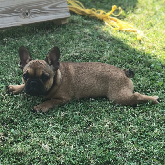 Meet Boomer! - Picture 3 of 4